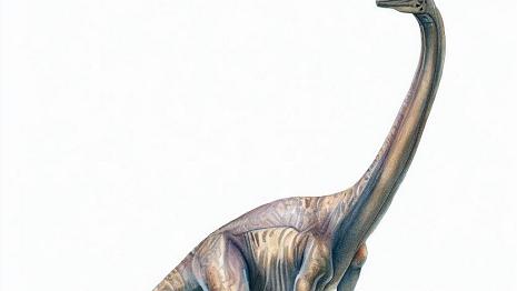 Diplodocus C'était un dinosaure herbivore qui mesurait environ 30 mètres de long et pesait environ 15 tonnes. Il avait un très long cou et une très longue queue. Il est...