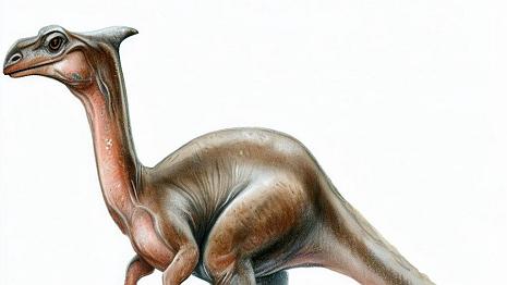 Parasaurolophus C'était un dinosaure herbivore qui mesurait environ 10 mètres de long et pesait environ 4 tonnes. Il avait une crête creuse sur la tête qui servait à produire...