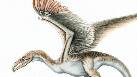 Pteranodon Ce n'était pas un dinosaure mais un ptérosaure, un reptile volant qui vivait à la même époque que les dinosaures. Il mesurait environ 6 mètres d'envergure et...