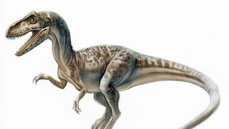 Velociraptor C'était un dinosaure carnivore qui mesurait environ 2 mètres de long et pesait environ 15 kilos. Il avait des griffes courbées sur les pattes arrière et des...