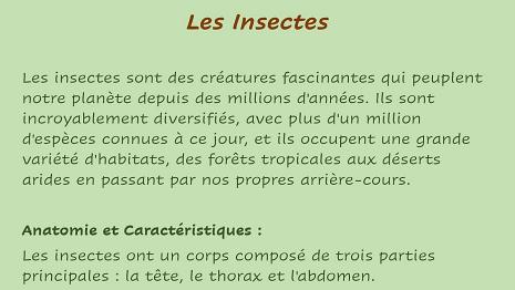 Insectes-1