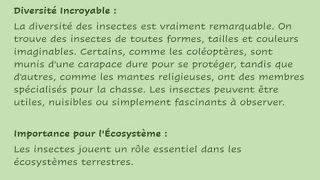 Insectes-3