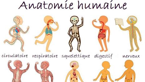 Anatomie Le corps possède plusieurs systèmes d'organes : nerveux (cerveau, nerfs), circulatoire (vaisseaux sanguins, cœur), respiratoire (poumon, diaphragme),...