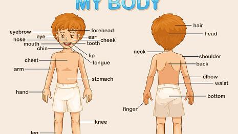 Le corps humain Essaye de traduire en français les mots anglais désignant différentes parties de ton corps