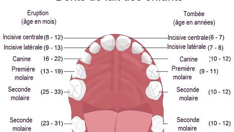 Les dents des enfants