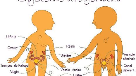 Système urogénital