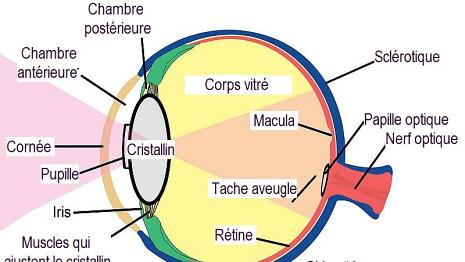 L'oeil Infos sur Vikidia - Wikimini