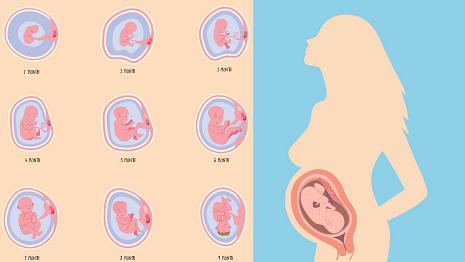 nine embryo development phases