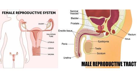 Female Reproductive System