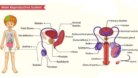 Scientific medical illustration of male reproductive system