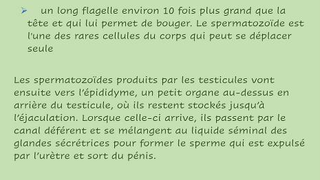 Reproduction_Humaine-3