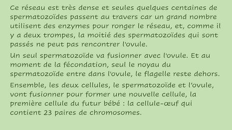 Reproduction_Humaine-6