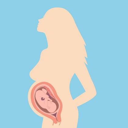 La Reproduction Humaine