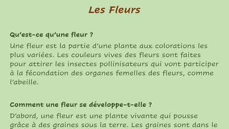 Fleurs-1